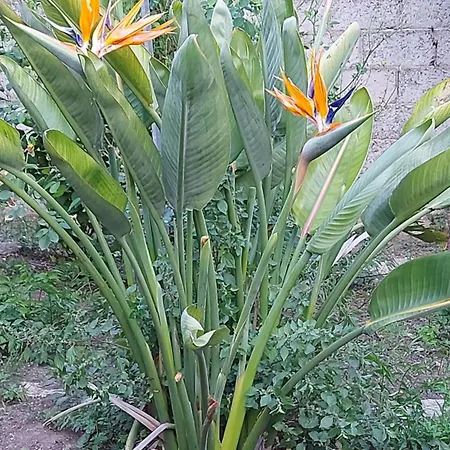 בית נופש Home Green