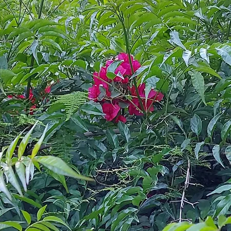 בית נופש Home Green *